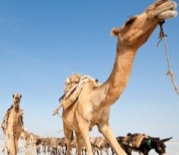 camels 